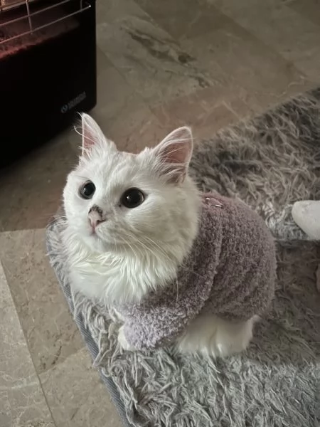 Voglio regalare un gatto  | Foto 1