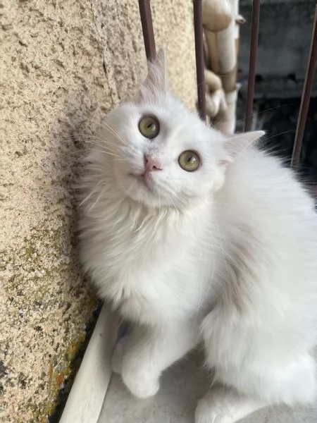 Voglio regalare un gatto  | Foto 0