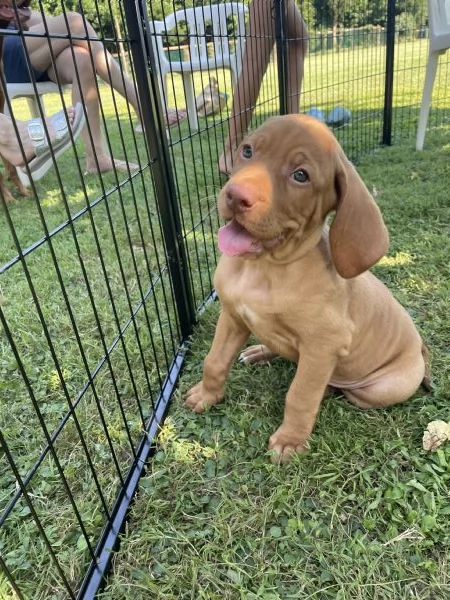 Cuccioli di bracco ungherese con pedigree