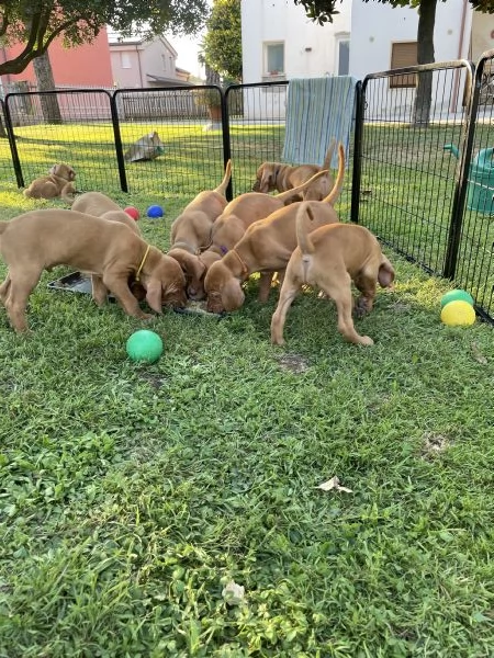Cuccioli di bracco ungherese con pedigree | Foto 1