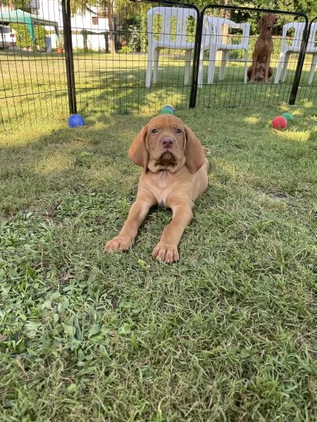 Cuccioli di bracco ungherese con pedigree | Foto 0