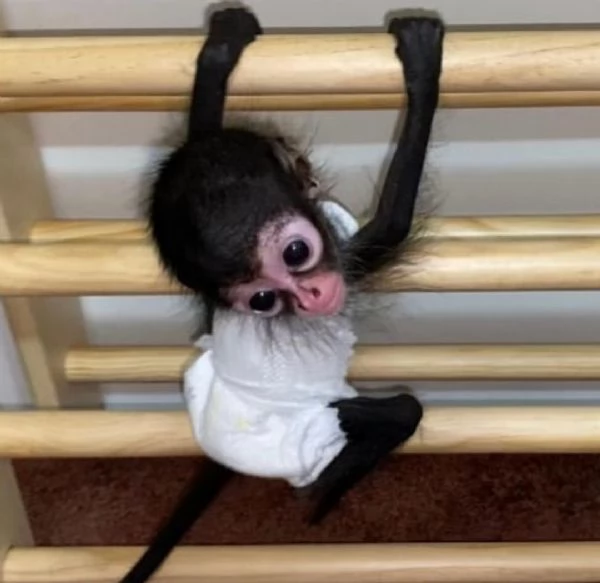 SCIMMIE RAGNO / SPIDER MONKEYS 