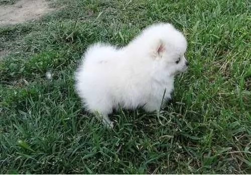 Pomeranian pura nana disponibili maschio e femmina | Foto 1