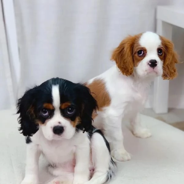 REGALO CAVALIER KING CHARLES