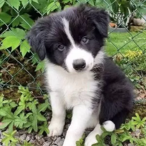 REGALO BORDER COLLIE 