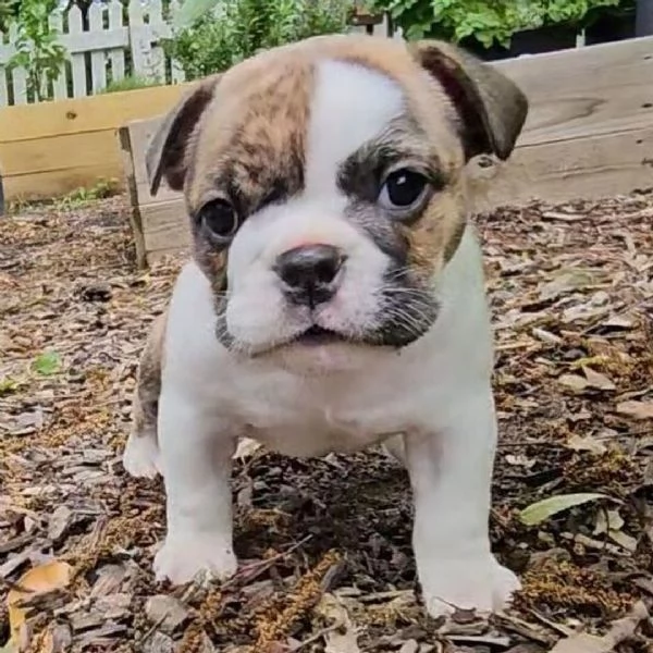 REGALO   BULLDOG INGLESE | Foto 0