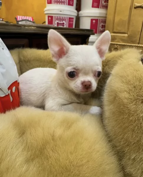 Offerta di adozione maschio e femmina  Chihuahua mini maschio e femmina
