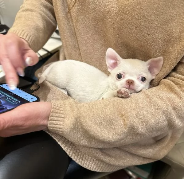 Offerta di adozione maschio e femmina  Chihuahua mini maschio e femmina | Foto 0