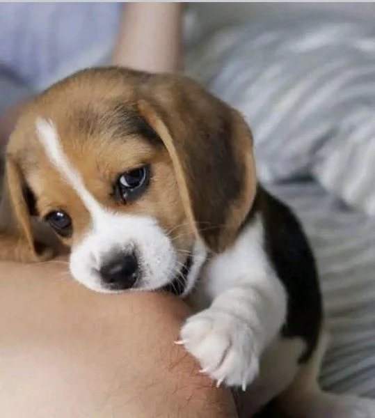Dolce beagle femmina e maschio | Foto 0
