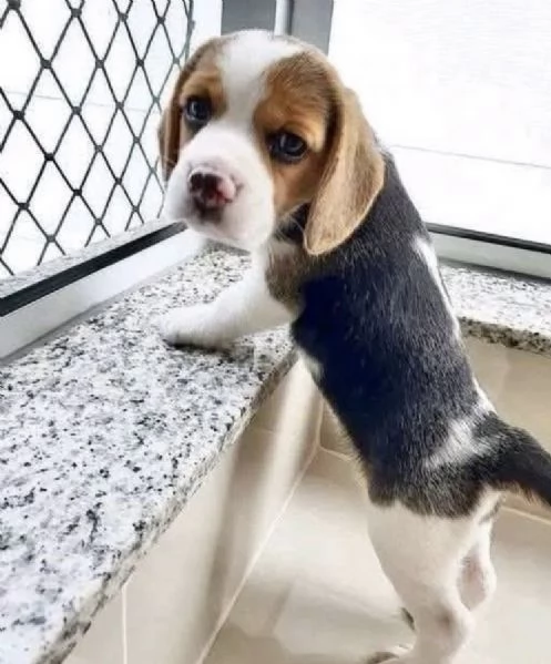 Dolce beagle femmina e maschio