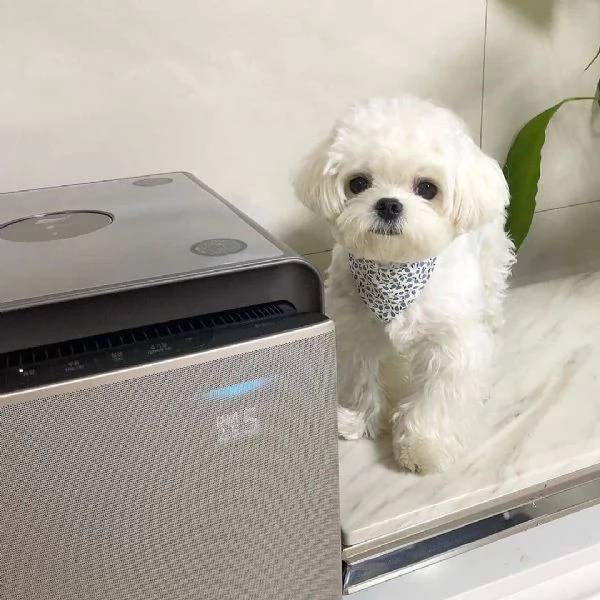 Maltese nana maschio e femmina