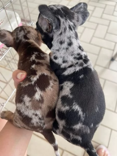 Pinchers mini maschio e femmina | Foto 1