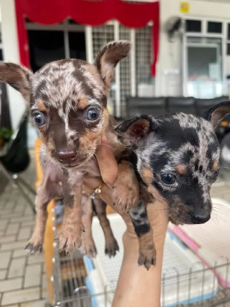 Pinchers mini maschio e femmina