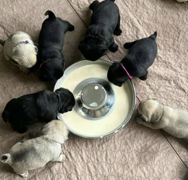 Regalo carlino | Foto 0