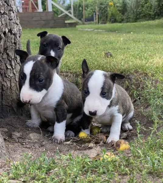 Bull terrier mini toy …..