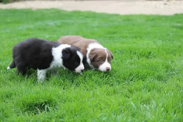 Border collie  | Foto 0