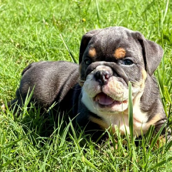 bulldog inglese   | Foto 0