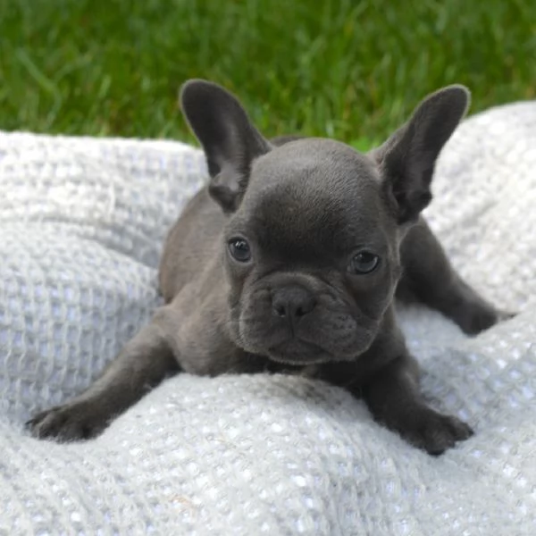 Regalo mini Bulldog francese 