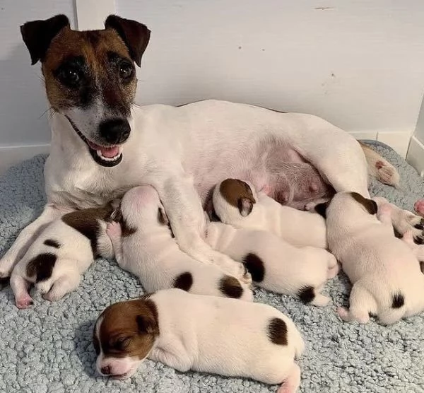Il Jack Russell dei vostri sogni, maschio e femmina | Foto 0