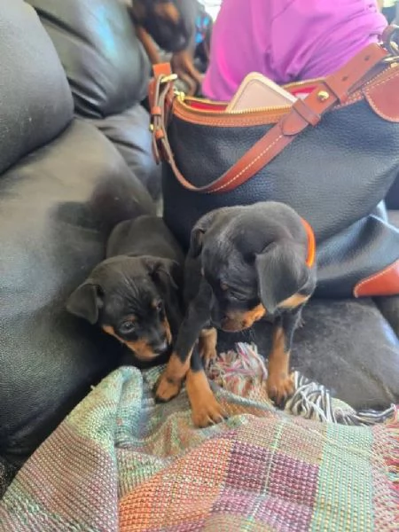 CUCCIOLO PINCHERS DISPONIBILI FEMMINA A MASHIO | Foto 0