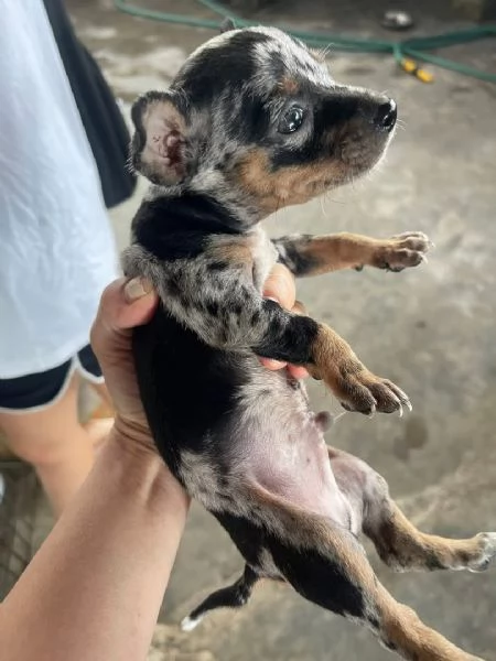 CUCCIOLO PINCHERS DISPONIBILI FEMMINA A MASHIO