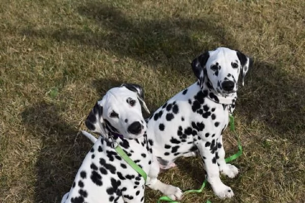 REGALO DALMATA