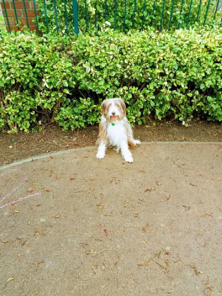 Offerta di adozione maschio e femmina. Bearded Collie  | Foto 1