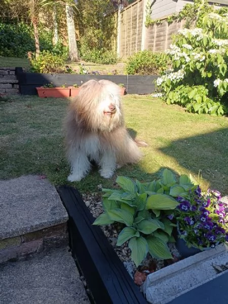 Offerta di adozione maschio e femmina. Bearded Collie  | Foto 0
