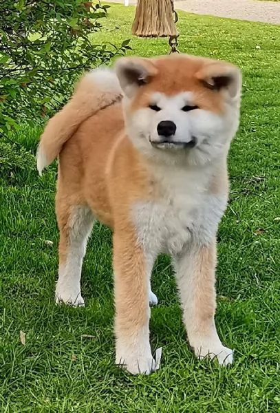 Offerta di adozione maschio e femmina. Akita inu | Foto 0