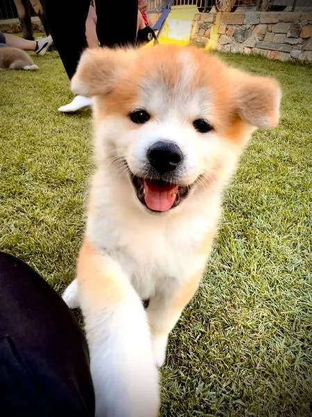 AKITA INU maschio e femmina per l'adozione | Foto 0