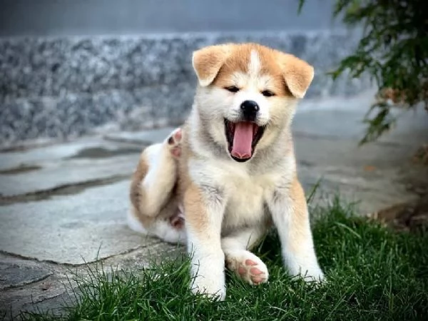 AKITA INU maschio e femmina per l'adozione