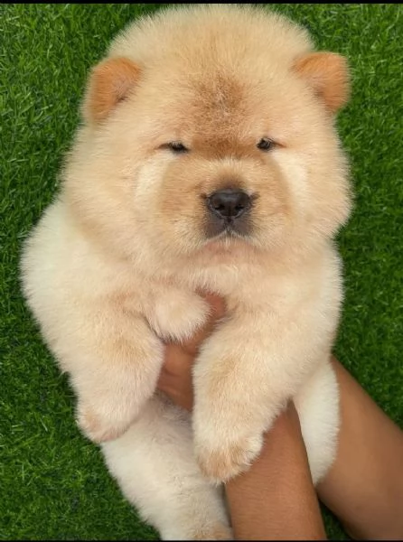 CHOW CHOW maschio e femmina per l'adozione, | Foto 0