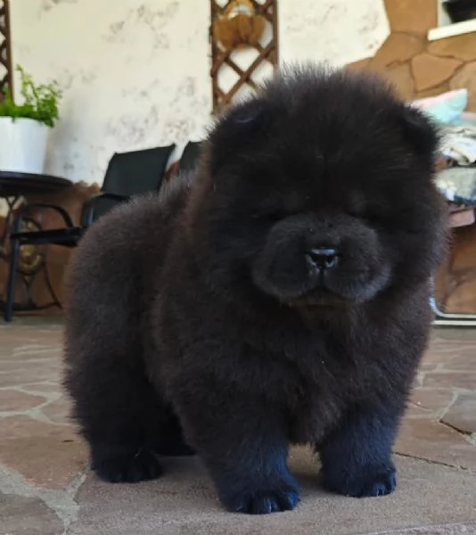 CHOW CHOW maschio e femmina per l'adozione,