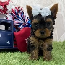 Yorkie aschio e femmina per l'adozione, sono | Foto 0