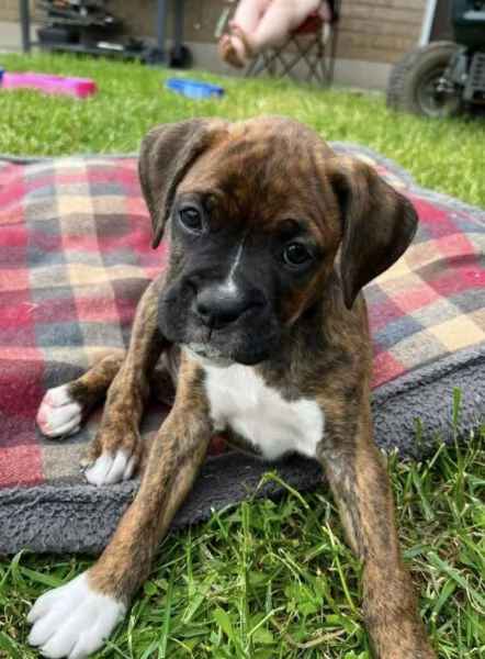Boxer maschio e femmina per l'adozione,  | Foto 1
