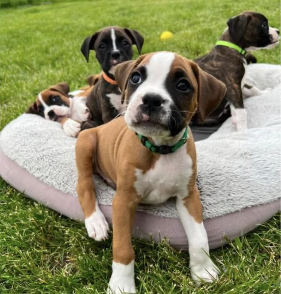 Boxer maschio e femmina per l'adozione,  | Foto 0