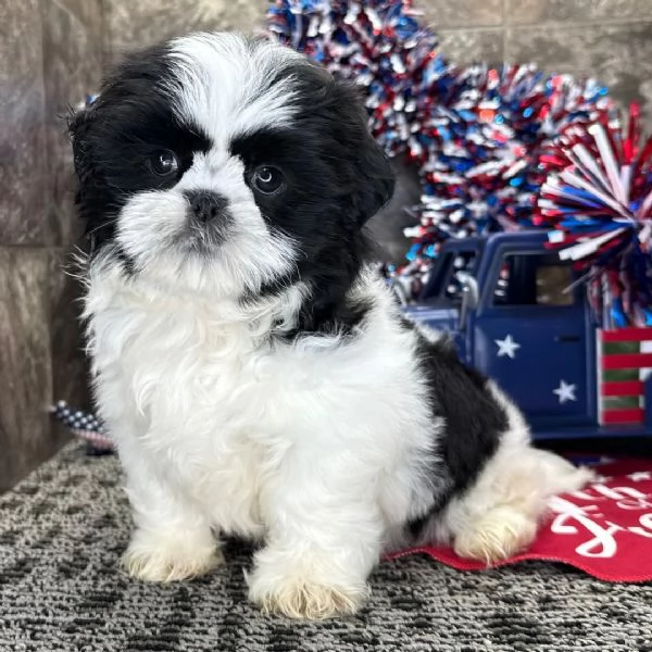 Shitzu  maschio e femmina per l'adozione, sono  | Foto 0
