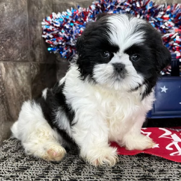 Shitzu  maschio e femmina per l'adozione, sono 