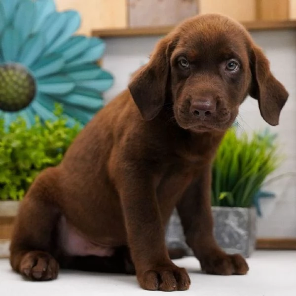 Regalo Labrador  maschio e femmina…