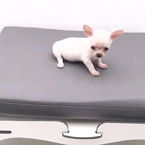 REGALO CHIHUAHUA MINI TOY FEMMINA E MASCHIO ….. | Foto 0