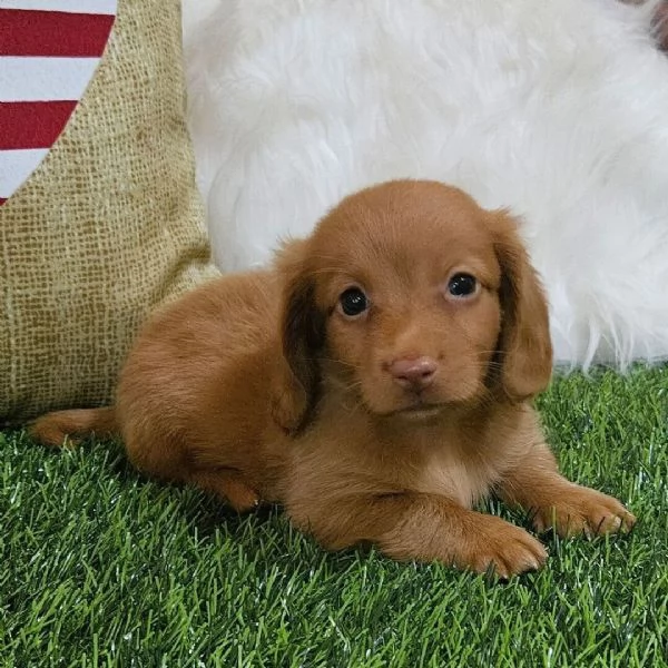 Regalo bassotto Nani maschio e femmina 