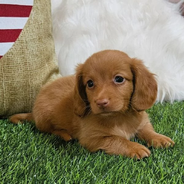 Regalo bassotto Nani maschio e femmina  | Foto 0