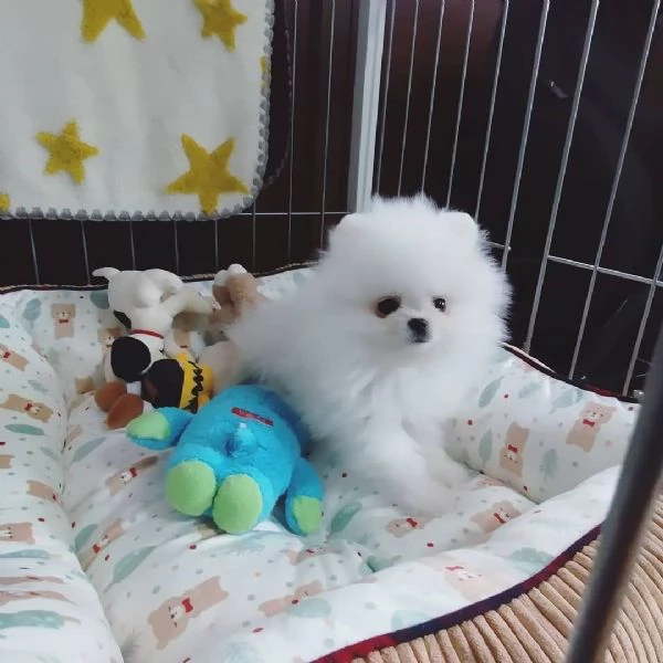 Regalo Pomeranian mini toy  | Foto 0