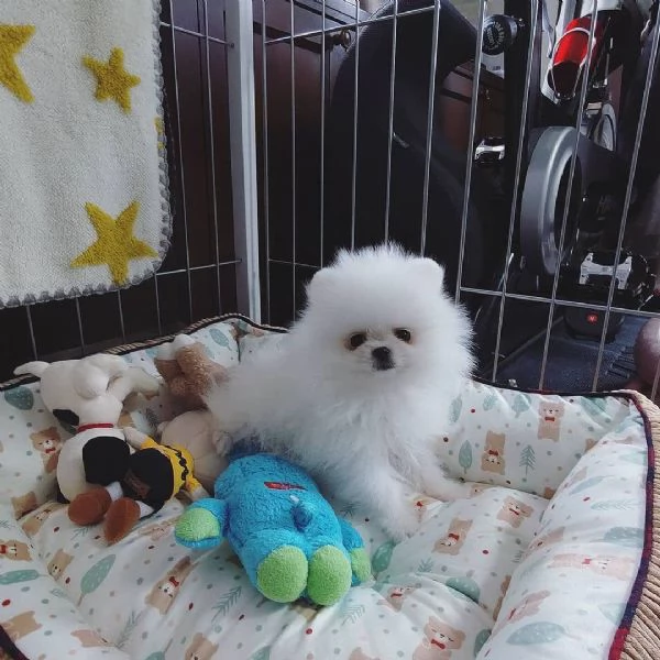 Regalo Pomeranian mini toy 