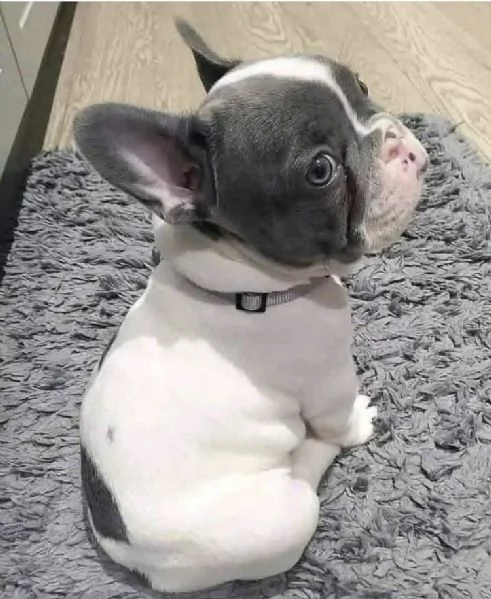 Regalo Cucciolo bulldog francese maschio e femmina …..