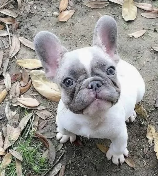 Regalo Cucciolo bulldog francese maschio e femmina ….. | Foto 0