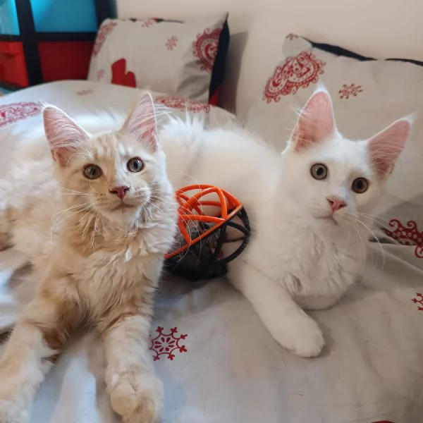 Cuccioli Maine Coon 