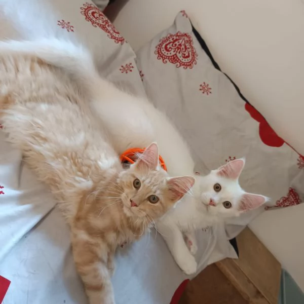 Cuccioli Maine Coon  | Foto 3