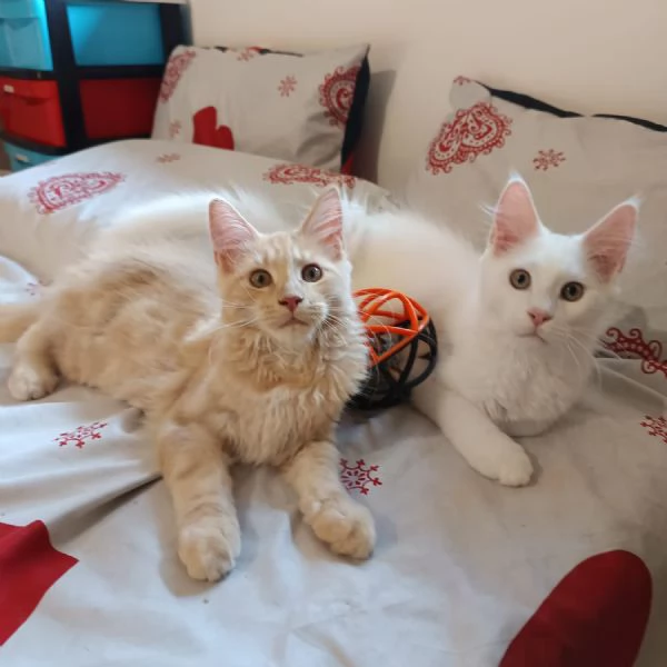Cuccioli Maine Coon  | Foto 2
