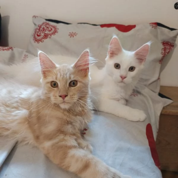 Cuccioli Maine Coon  | Foto 1